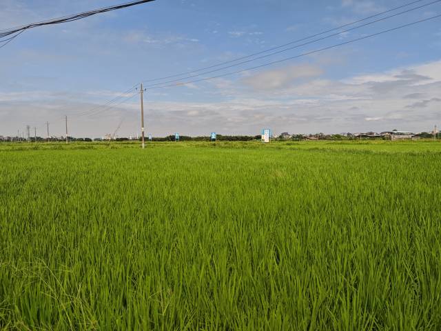 霞洞镇大村村水稻种植基地一片翠绿，“19香”优质水稻长势正旺。  受访者供图