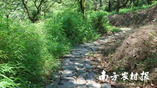 潮州千年历史的“活化石”——婆姐岭古驿道。