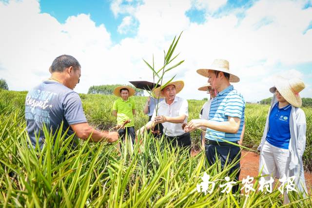 调研组审核安隆果菜业余相助社良姜种植基地。