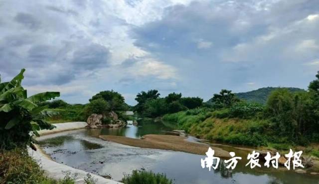 高峰村荔枝林紧挨河道。  