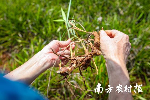 徐闻良姜。 徐闻良姜。