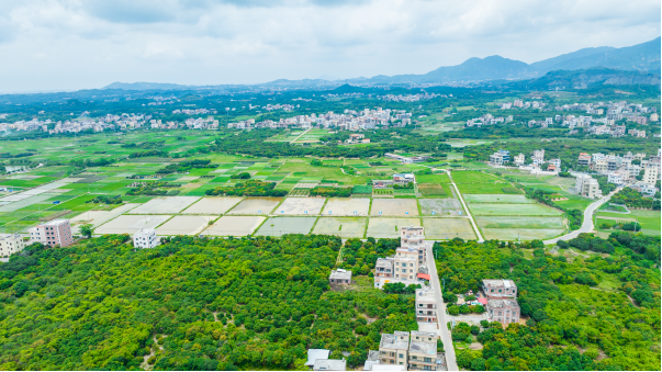 作为产业园的牵头单位，2023年起，中轻枫泰在大村村流转了近500亩土地耕种，重点开展丝苗米种植示范基地建设。 谭家富 摄