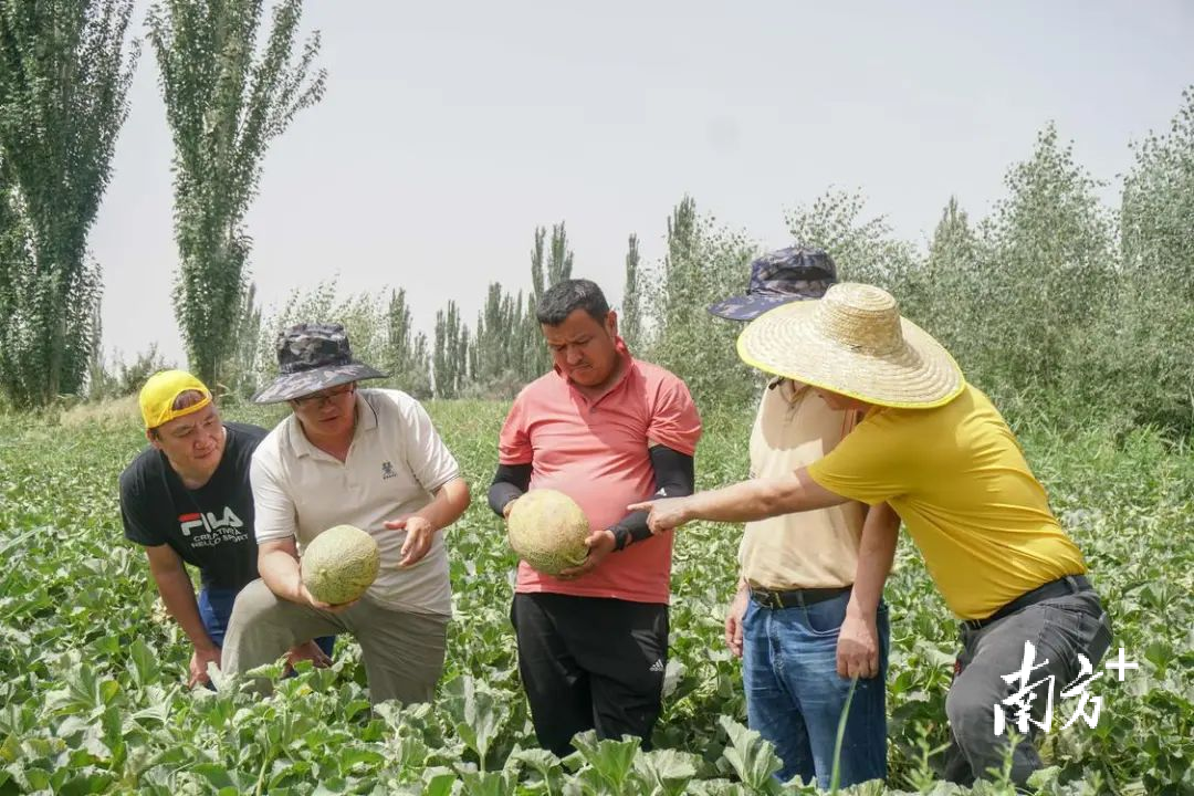 佛山援疆干部、客商、瓜农现场选品。
