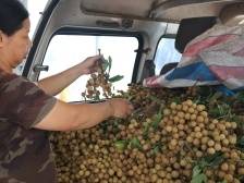 分界镇学福村：小龙眼如何壮大集体经济｜茂名典型村一线行㉙