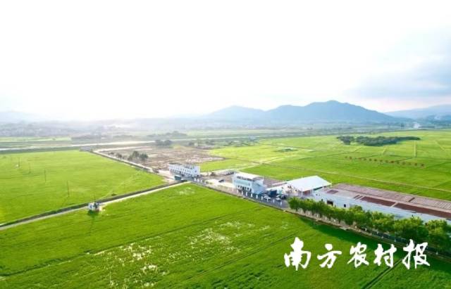 近年来，从化区发展湾区都市农业，“三农”事业呈现强劲发展势头。 