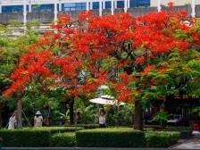 开罗夏日的凤凰花