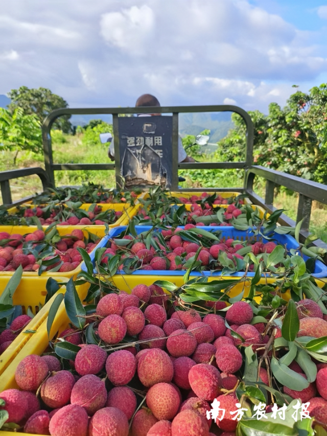 李志鹏正在运输刚摘下来的新鲜荔枝。