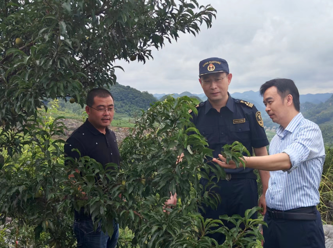 贵安新区海关散漫安顺市商务局共赴贵州黄果树果业有限公司睁开“蜂糖李”进口基地存案实地魔难。出国