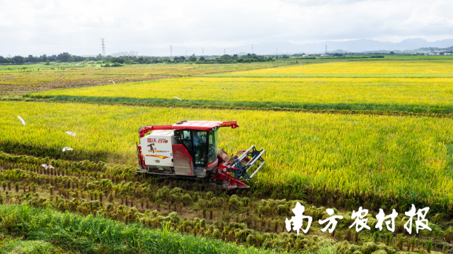 揭西：万亩稻田农机抢收，为晚稻种植打好基础