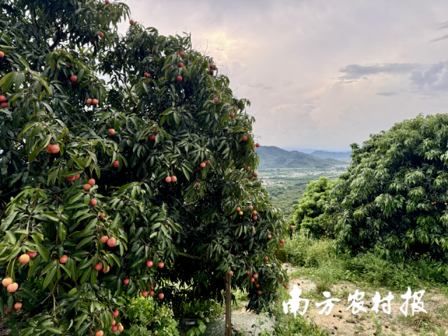 李志鹏家的荔枝园。