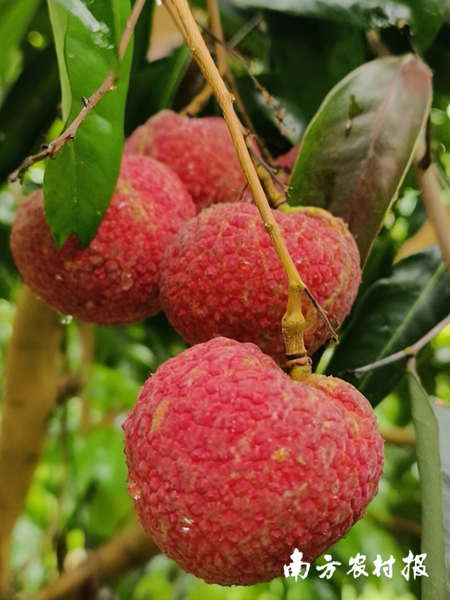 李志鹏家种植的无核荔枝色泽红润、大如鸡蛋。