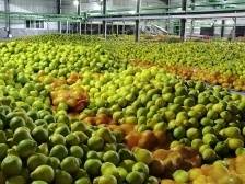 李金柚：深耕金柚深加工，铸就特色品牌丨广东农企品牌价值50强评选巡礼