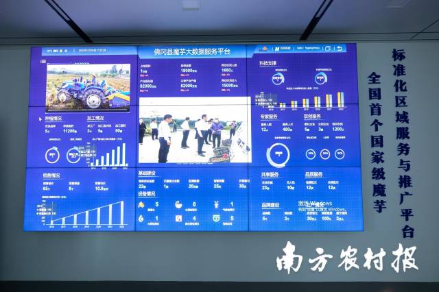 驻清远佛冈水头镇工作队以“工业+互联网+现代农业”思维，为当地魔芋产业开辟了“新赛道”。吴秒衡/摄