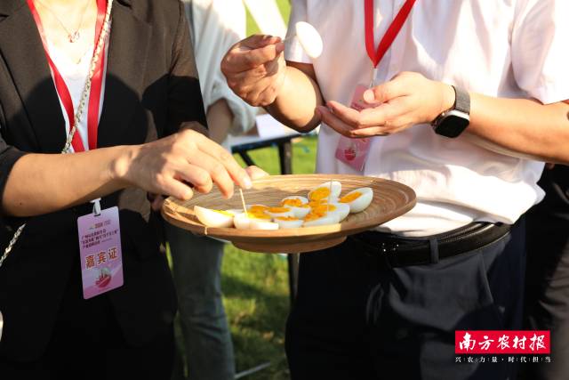 用壹号鸡蛋煮的白煮蛋受到预会高朋不同好评。壹号鸡蛋是从化区最受招待的湾区明星农特产之一。