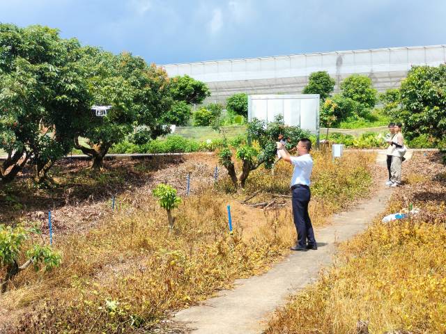 来自华南农业大学的实出科研团队正在操控无人机，对荔枝果实成熟度进行检测。圈广受访者提供