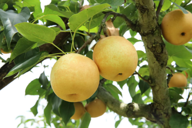 连州水晶梨成熟开摘。