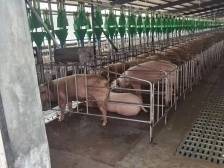 广州三福：高标准打造“花都生猪”品牌|广东农企品牌价值50强评选