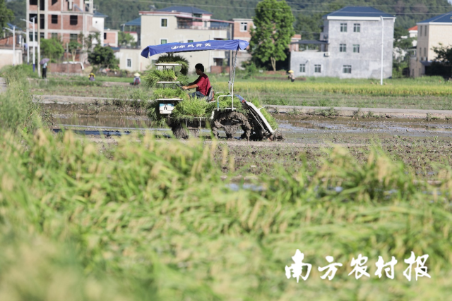 插秧机正在补种水稻，农业复耕复种有序进行