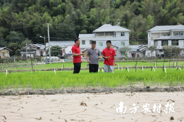 马均明即将开始下半年水稻的种植，天禾股份派出属地公司技术服务人员对其进行技术指导