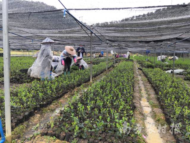 油茶钻研团队取试验用油茶嫁接苗