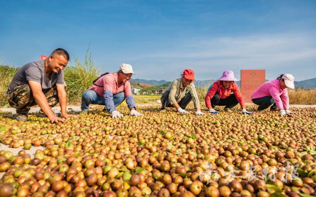 油茶果歉收铺满一地金黄