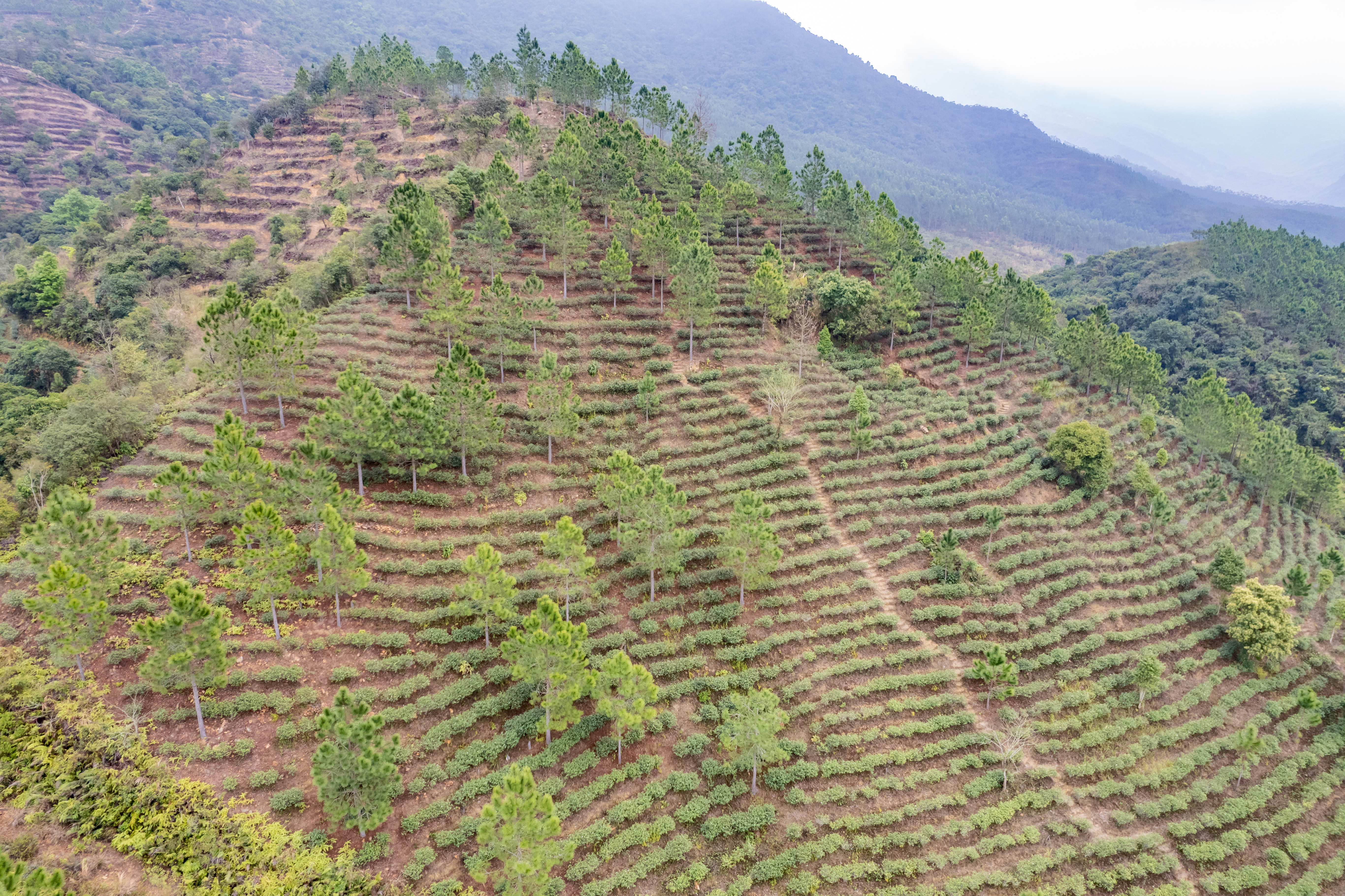 依山而建，铜锣湖茶园一角。