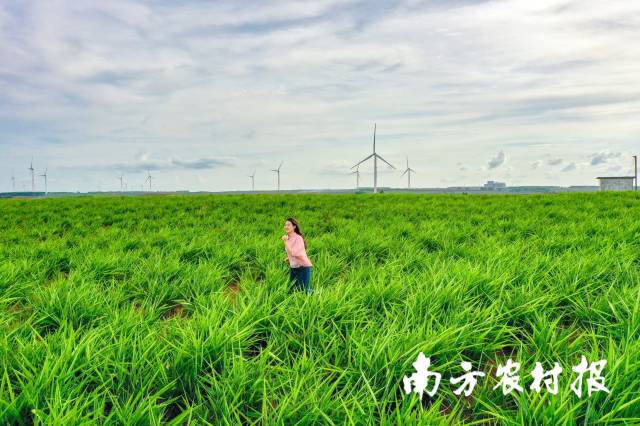 良姜種植無需施肥,、澆水及殺蟲等繁瑣操作,，管理成本低。