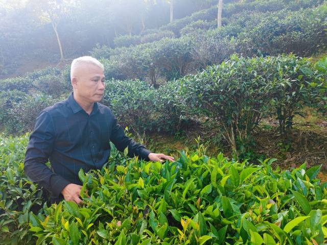 杨贵环向记者介绍茶树种类。