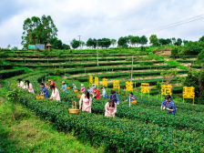 茗皇茶业：从规模到品质到品牌，敬世界一杯好茶！|广东农企品牌价值50强评选