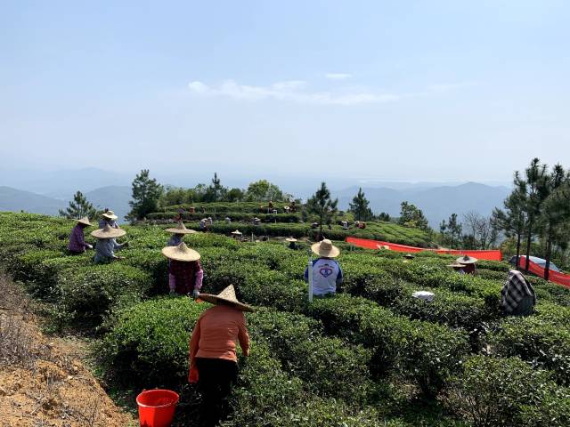 海丰县种茶制茶历史悠久，海丰莲花山茶至今已有200年历史。受访者提供