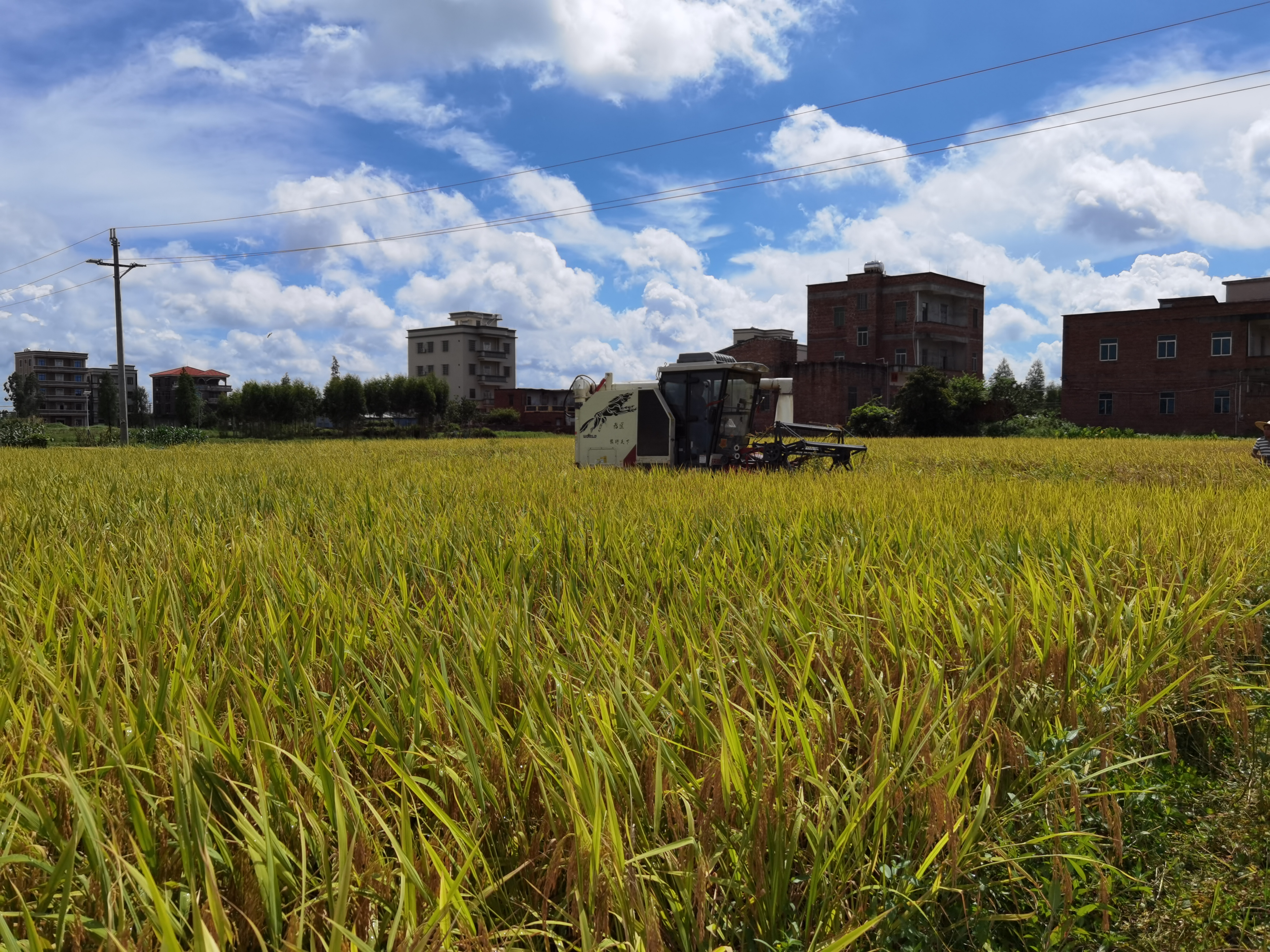 收割机正在田间穿梭收割水稻。名市名目