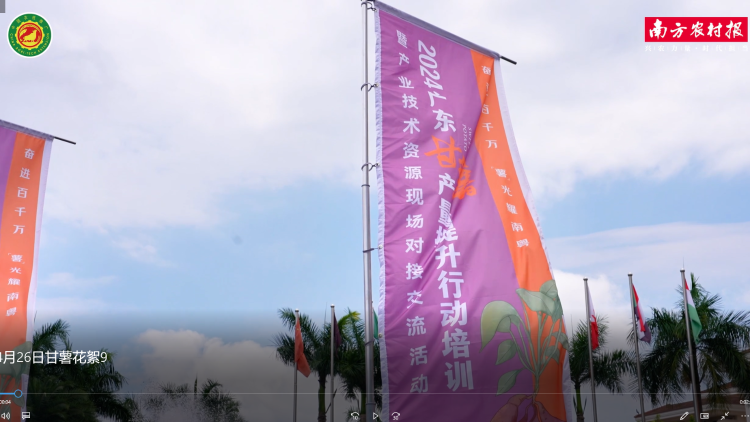 2024广东甘薯产量提升行动培训暨产业技术资源现场对接交流活动在台山举行
