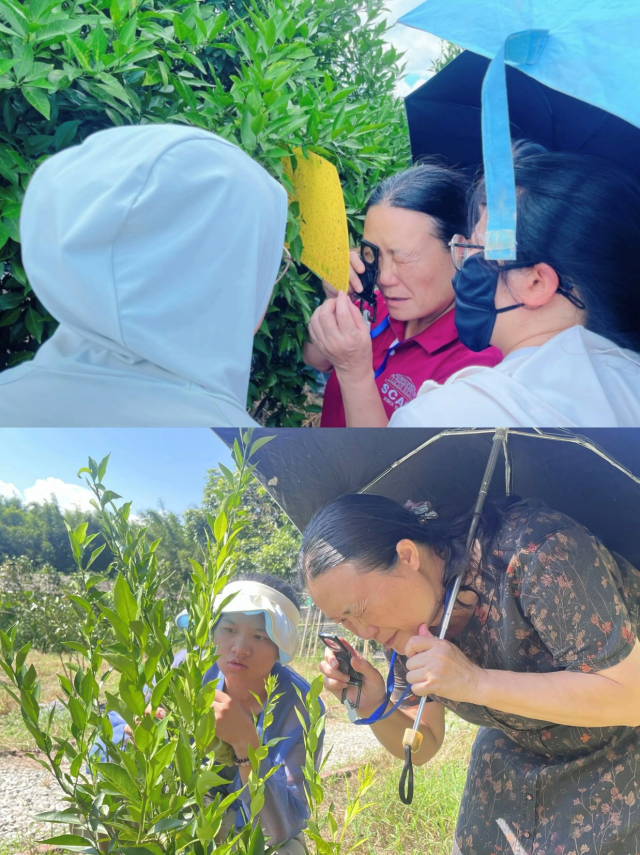 岑伊静副教授现场教育学生审核病虫害爆发情景。