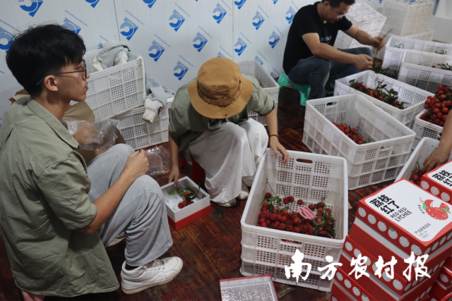 联饶荔枝冻库打包装箱。
