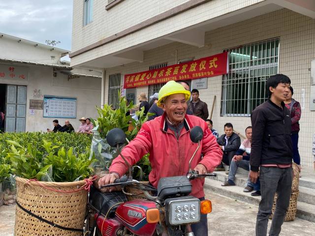 使命队提供茶苗辅助受灾茶农睁开补植使命。