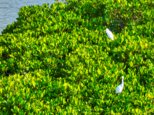 织密“安全网”、种下“生金林”，广东林业如此郁郁葱葱