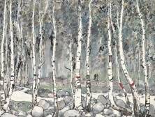 阿勒泰的白桦林