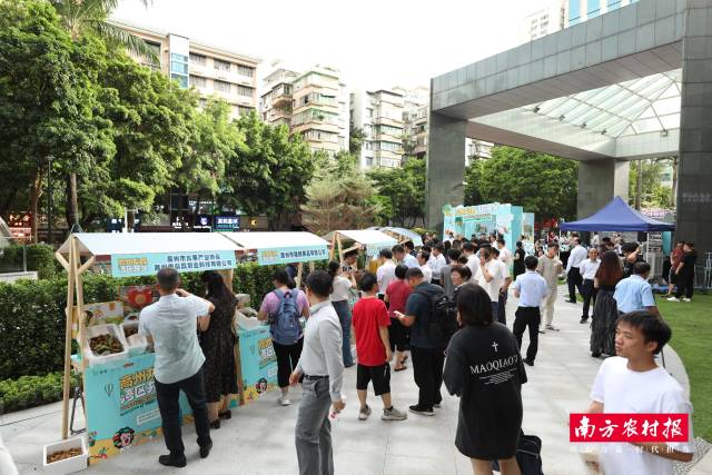 高州龙眼集市人气十足。