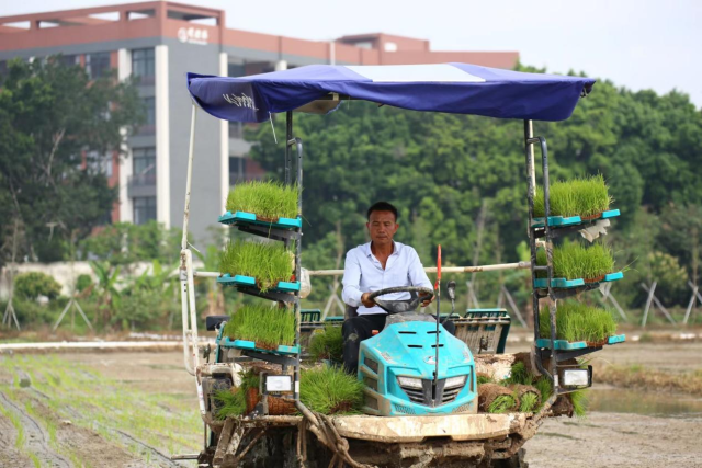 农村乡土专家姚雅在驾驶插秧机。