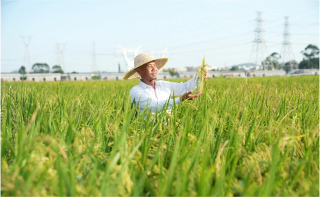 姚雅的千亩稻田喜获丰收。