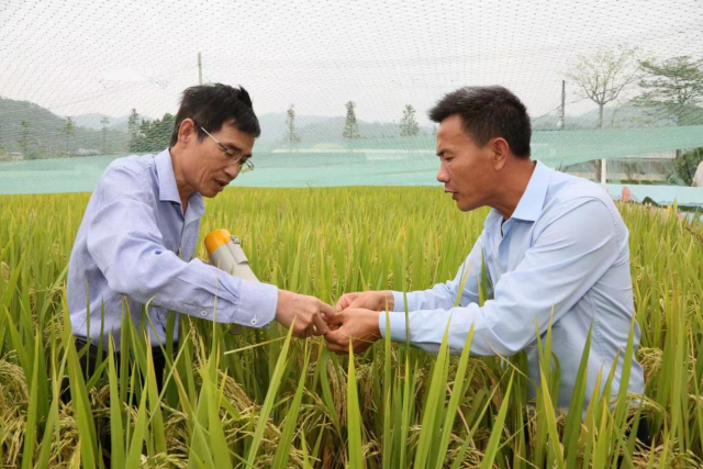 姚雅在田间开展指导服务。