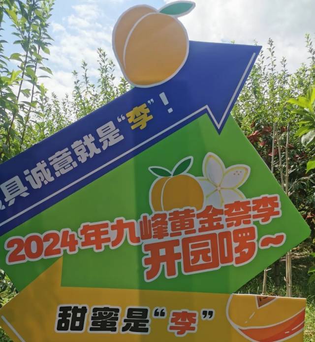  开园！韶关乐昌黄金柰李迎来销售旺季