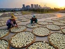 千柑尽成陈，陈皮胜黄金｜江门优品⑤