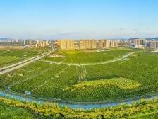 记者手记：“中国陈皮之都”能做更多