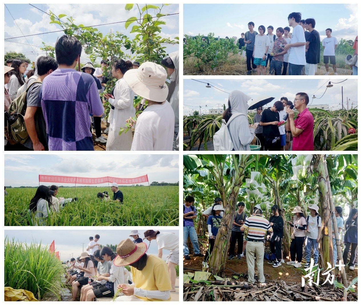 暑期实践深入田间地头。缤纷