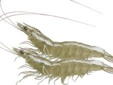 大事件！SyAqua收购Primo，为何种业结盟越来越频繁？