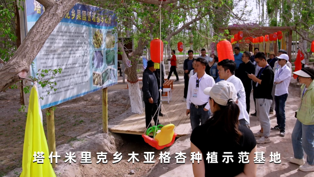 “疆品南下 粤品北上”特色农产品产地行活动举行，全国采购商来到疏附县塔什米里克乡木亚格杏种植示范基地。