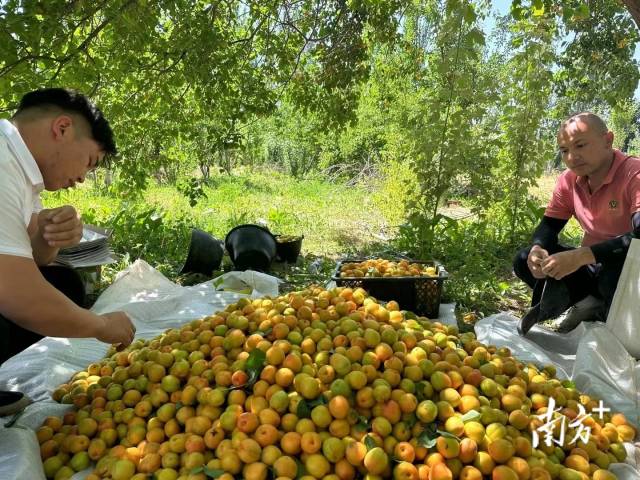 杏林下，杏农准备分拣木亚格杏。