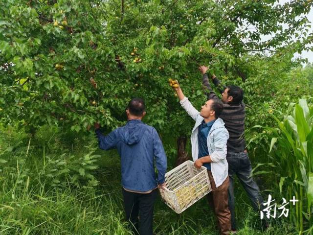 木亚格杏成熟上市季，杏农抢抓农时采收。