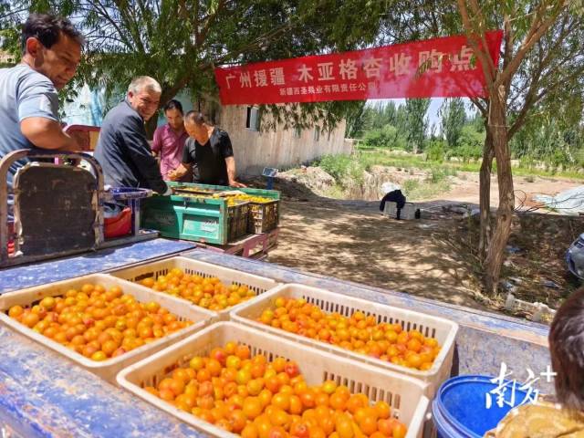 新疆西圣果业有限责任公司在杏林里设立了广州援疆木亚格杏收购点。
